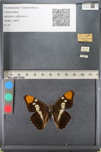 Media type: image;   Entomology 140951